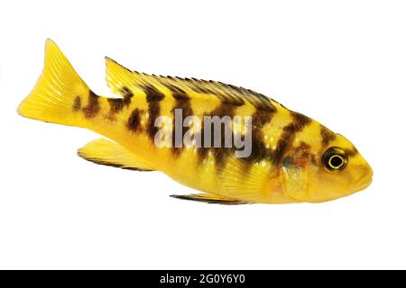 Bumblebee cichlid hi res stock photography and images Alamy