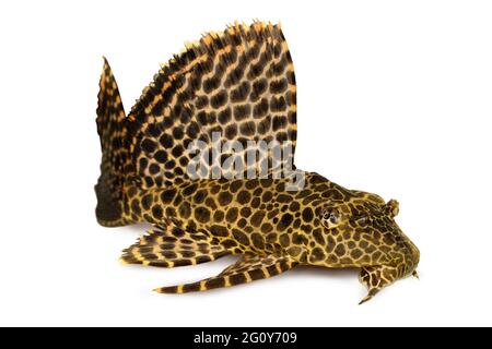 Leopard Sailfin Pleco Aquarium fish Pterygoplichthys gibbiceps Stock Photo