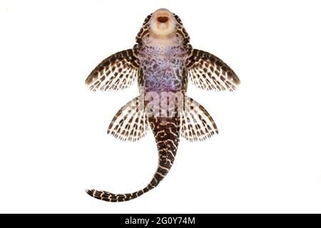 Pleco Catfish L-260 Queen Arabesque Hypostomus sp Plecostomus aquarium fish Stock Photo