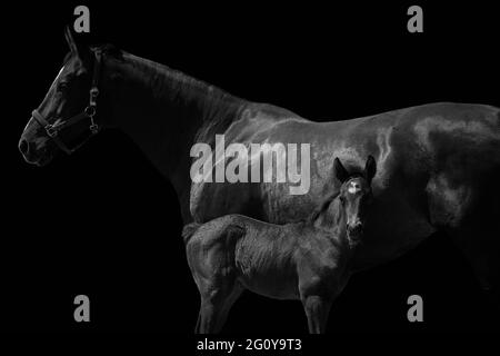 Newborn filly foal standing in front of horse mother, black and white horses. Stock Photo