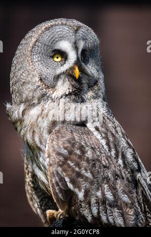 Close up portrait of a great grey owl or great gray owl, Strix nebulosa, as it looks back over its shoulder Stock Photo