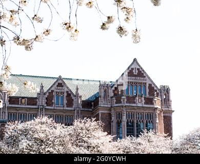 Cherry trees blossoming at university campus - Seattle, WA, USA Stock Photo