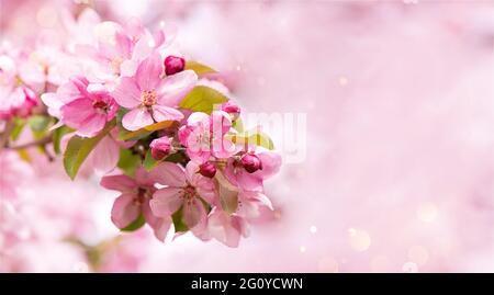Blooming branch with pink blossoming flowers on a delicate pink background with sparkles. Copy space banner Stock Photo