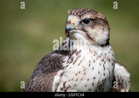 Close up portrait of a saker falcon, Falco cherrug, as it stares forward to the left Stock Photo