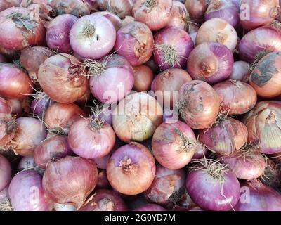 The onion, also known as the bulb onion or common onion, is a vegetable that is the most widely cultivated species of the genus Allium Stock Photo