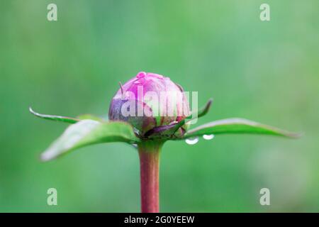 Peony bud with raindrops on a green garden background. Stock Photo