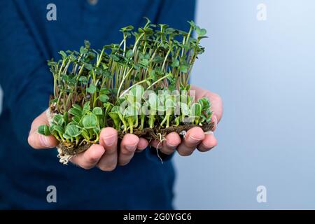 Hold the microgreen in hands. Milk thistle and radish. Sprouted sprouts. Urban gardening. Organic vegan food. Useful vitamins. Growing at home. Leaves Stock Photo