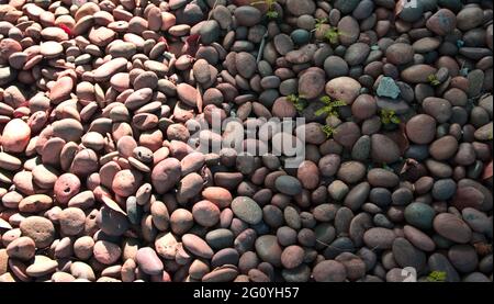 Natural colored pink pebble stones with radial sunlight. Rock abstract pattern texture background. Top view, horizontal image style. Stock Photo