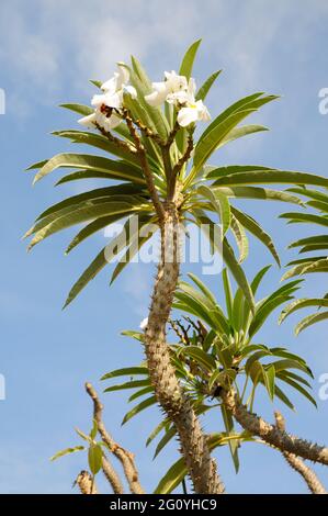 Madagascar Palm (Pachypodium lamerei) Stock Photo