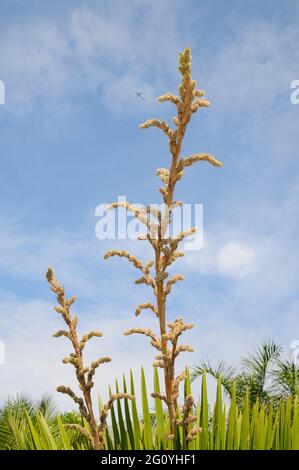 Petticoat Palm Stock Photo