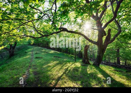 Beautiful forest in spring with bright sun shining through the trees Stock Photo