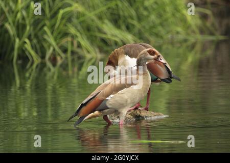 Egyptian geese pair standing in the water. Stock Photo