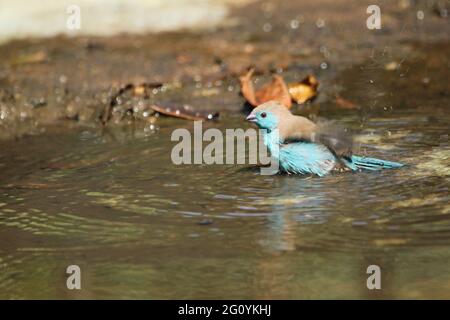 Blue waxbill standing in the water. Stock Photo