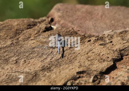 Blue dragonfly sitting on a rock wall. Stock Photo