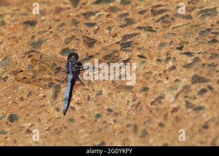 Blue dragonfly sitting on a rock wall. Stock Photo