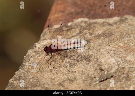 Red dragonfly sitting on a rock wall. Stock Photo