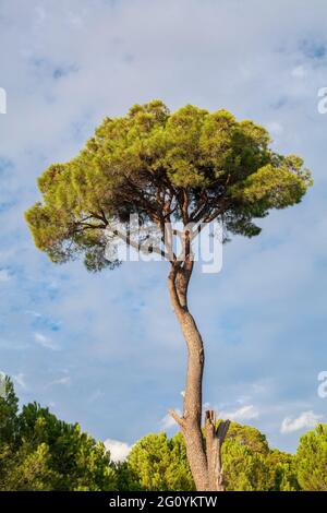 Stone pine in the forest in a bright day, south coast of Turkey in Mediterranean. Pinus pinea also know as umbrella pine. Stock Photo