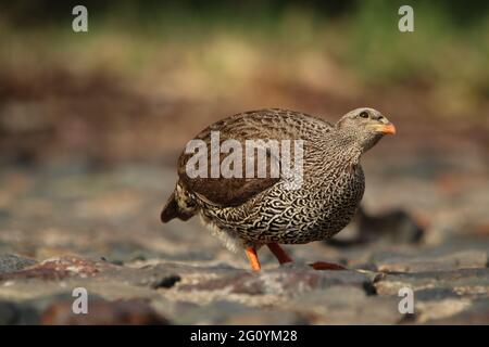 Francolin standing on the rocks. Stock Photo