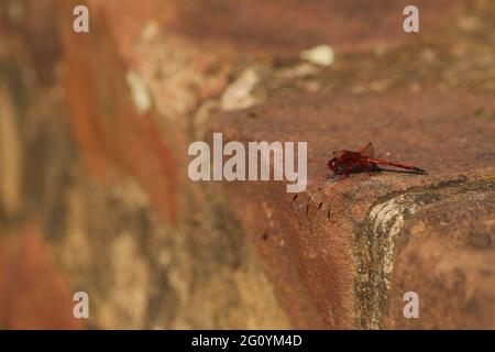 Red dragonfly perched on a rock wall. Stock Photo