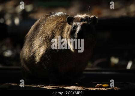 Rock Hyrax standing on a rock wall. Stock Photo