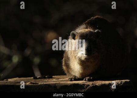 Rock Hyrax standing on a rock wall. Stock Photo