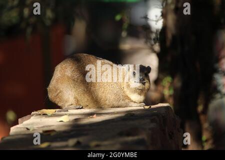 Rock Hyrax standing on a rock wall. Stock Photo