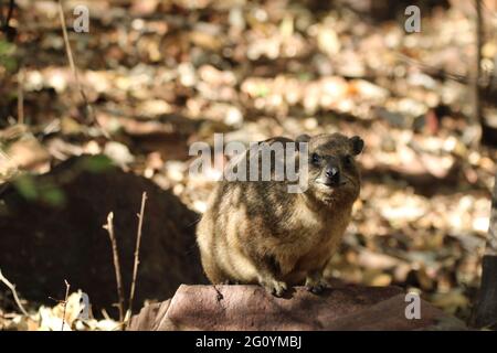 Rock Hyrax standing on a rock wall. Stock Photo