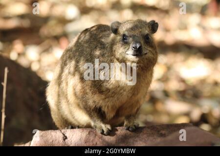 Rock Hyrax standing on a rock wall. Stock Photo