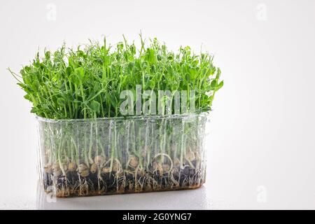 Microgreens of green peas. Organic food for a healthy lifestyle. Trace elements and vitamins for your health. Super food. Diet and healthy eating. Whi Stock Photo