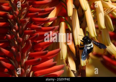 Carpenter bee enjoying the aloe flower nectar. Stock Photo