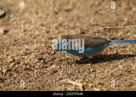 Blue waxbill walking on the ground. Stock Photo