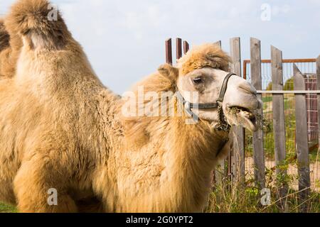 A red camel on a farm stands on the green grass in a harness and chews thorns. Animal riding, zoo, breeding, entertainment for tourists and children. Stock Photo