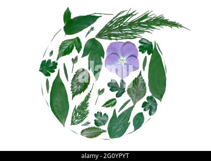 Spring aesthetics. Natural leaves arranged in circle decorated with purple hydrangea flower in a circle composition isolated on white. Flat lay concept. Floral, botanical or valentines day concept Stock Photo