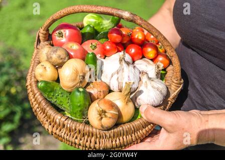Farmer with vegetables in the basket. Freshly harvested produce in the garden - farm fresh vegetable, organic farming concept. Stock Photo