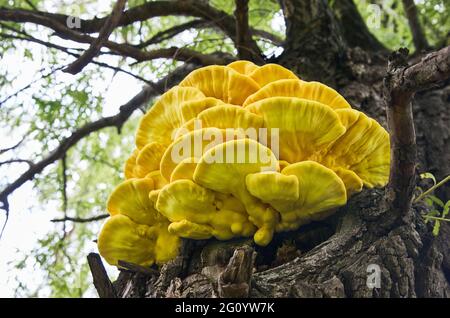Brightly colored yellow bracket fungus (Laetiporus sulphureus) on a willow tree. Also known as Chicken of the woods, sulphur polypore, crab-of-the-woo Stock Photo