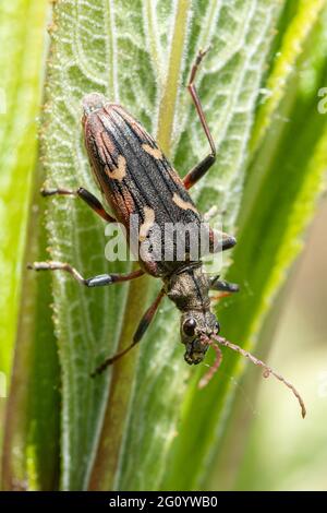 Rhagium bifasciatum, two-banded longhorn beetle, UK, during May or Spring Stock Photo