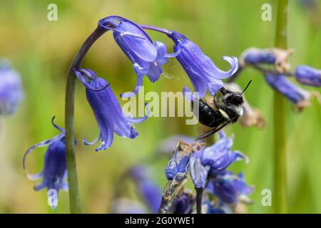 Ashy mining bee (Andrena cineraria) female drinking nectar from a bluebell during May or Spring, England, UK Stock Photo