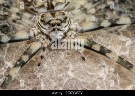 Common Two-Tailed Spider on the Tree trunk spider, Hersiliidae and egg sacs on tree bark habitat. Stock Photo