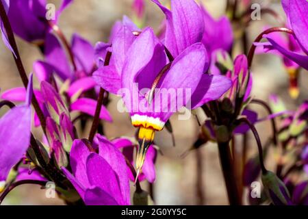 Dodecatheon meadia a spring flowering plant with a pink springtime flower commonly known as shooting star or American cowslip, stock photo image Stock Photo