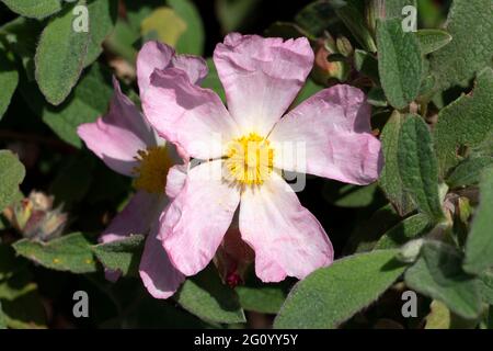 Cistus x lenis 'Grayswood Pink' a summer flowering compact shrub plant with a pink white summertime flower commonly known as rock rose, stock photo im Stock Photo