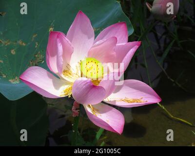Closeup shot of a beautiful Sacred lotus or Nelumbo nucifera aquatic plant with soft pink petals Stock Photo