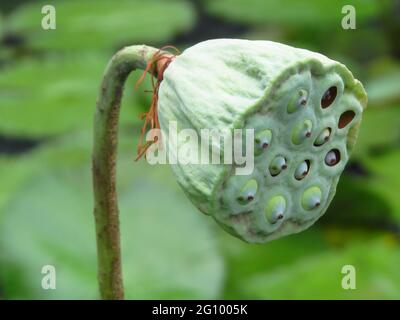 Closeup shot of a green seed capsule of Sacred lotus or Nelumbo nucifera aquatic plant Stock Photo