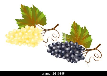 Grapes are Good for You - Charles Seltman - Drawings & Illustration, Food &  Beverage, Fruit, Grapes - ArtPal