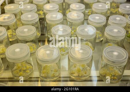 Wuxi, Wuxi, China. 4th June, 2021. Rice tissue culture seedlings in the laboratory in Wuxi, Jiangsu, June 3, 2021. June 3, 2021, Wuxi, Jiangsu. Recently, WuxiÃ¢â‚¬â„¢s first rice variety named after a place name ''Xidao No. 1'' was officially approved by the Jiangsu Provincial Crop Variety Approval Committee. This is Wuxi's first ''Xi'' brand rice variety. It is about to enter a large area to promote planting. ''Xidao No. 1'' was jointly developed by Wuxi Hubble Biological Seed Technology Research Institute Co., Ltd. under the Xishan National Modern Agricultural Industrial Park and the Cro Stock Photo