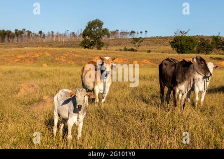 herd Nelore cattle in the pasture Stock Photo