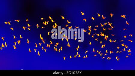 Forest bean goose subspecies (Anser fabalis fabalis) in flight on night background. Scanning the animal's body temperature with a thermal imager Stock Photo