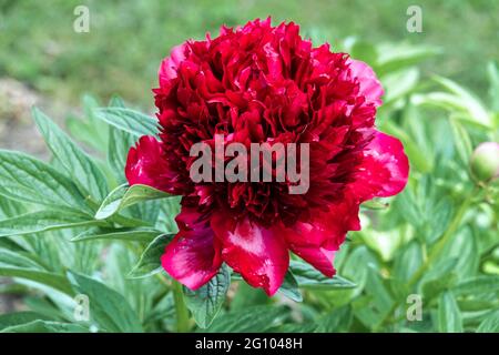 Peony 'Red Charm' Bowl of Large Flower Deep Red Petals Peony Red Charm flower Peony Flowering Blooms Spring Garden Flowers Blooming Paeonia Red Charm Stock Photo