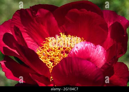 Red peony flower close up Paeonia Barrington Belle Stock Photo