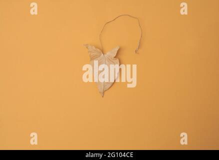 Dry leaf on orange paper backdrop Stock Photo