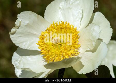 White Peony 'Claire de Lune' flower, Paeonia lactiflora Stock Photo
